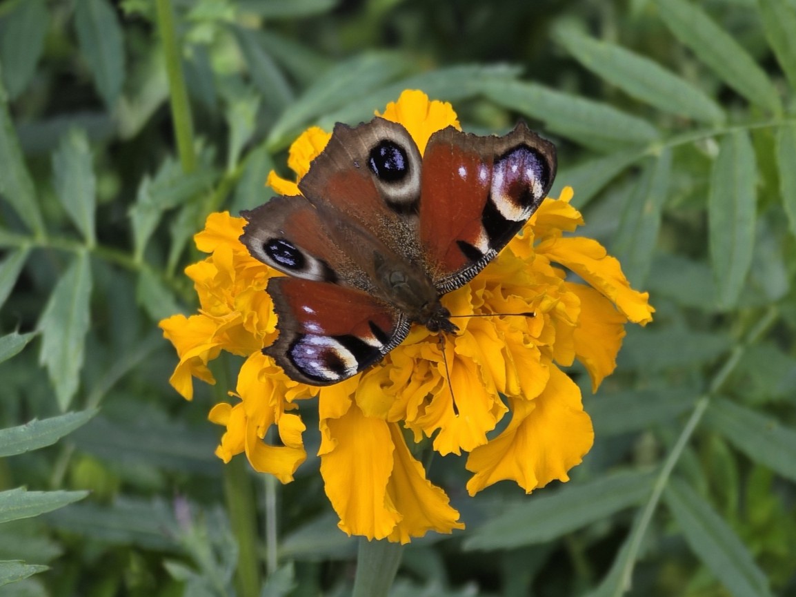 Kan du se hur vacker du är?