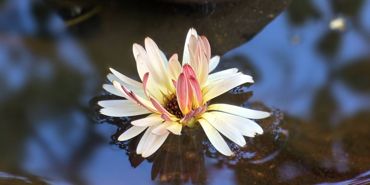 Ringblomma i fågelbadet