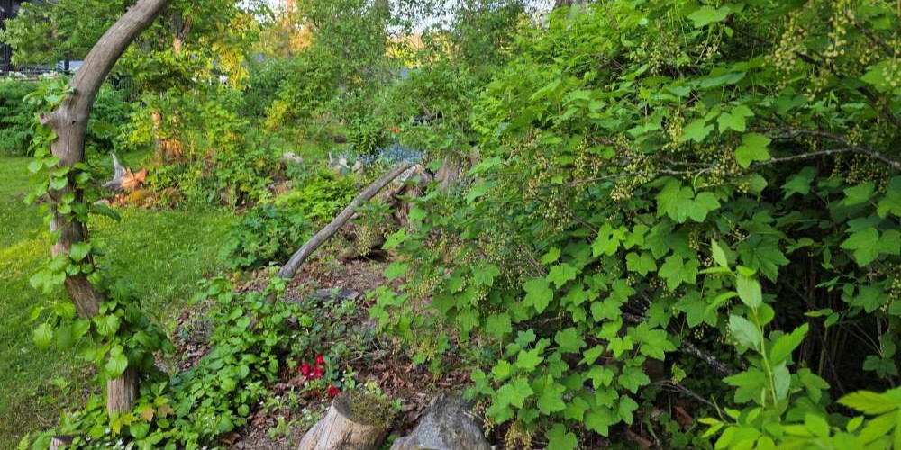 Stumpery fullt av minnen