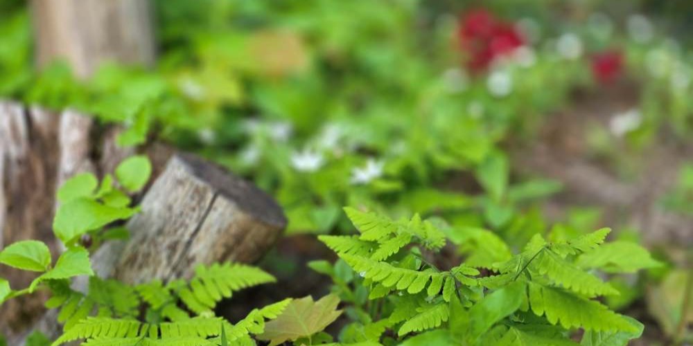 Skogsstjärnor samsas med rododendron