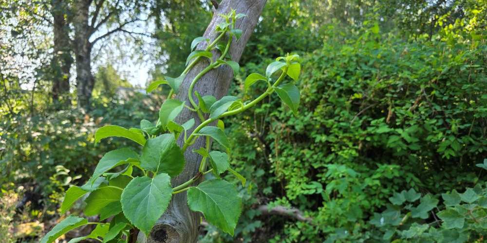 Surjordsväxter som trivs i skugga