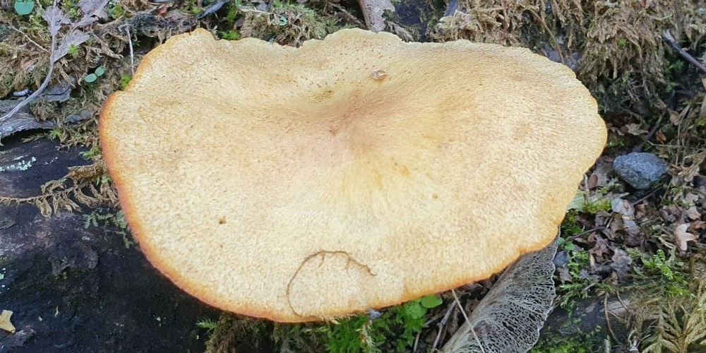 Olika svampar har börjat visa upp sina hattar