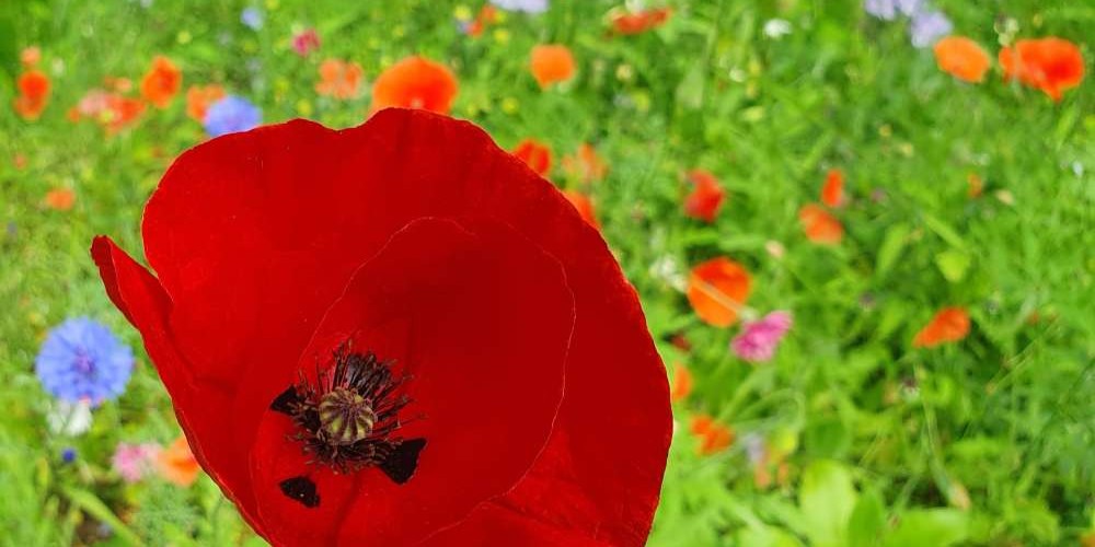 Ängen med vallmo och blåklint