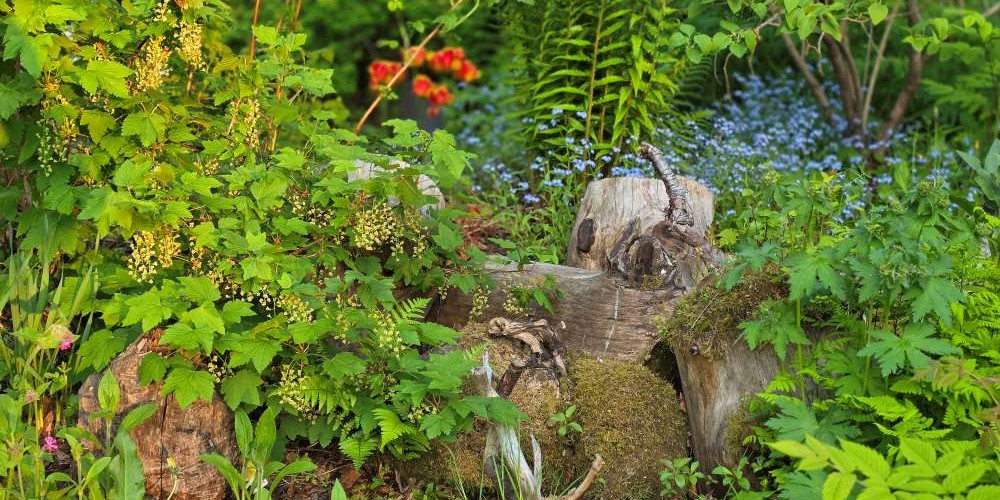 Knotiga stubbar får fantasin att bubbla