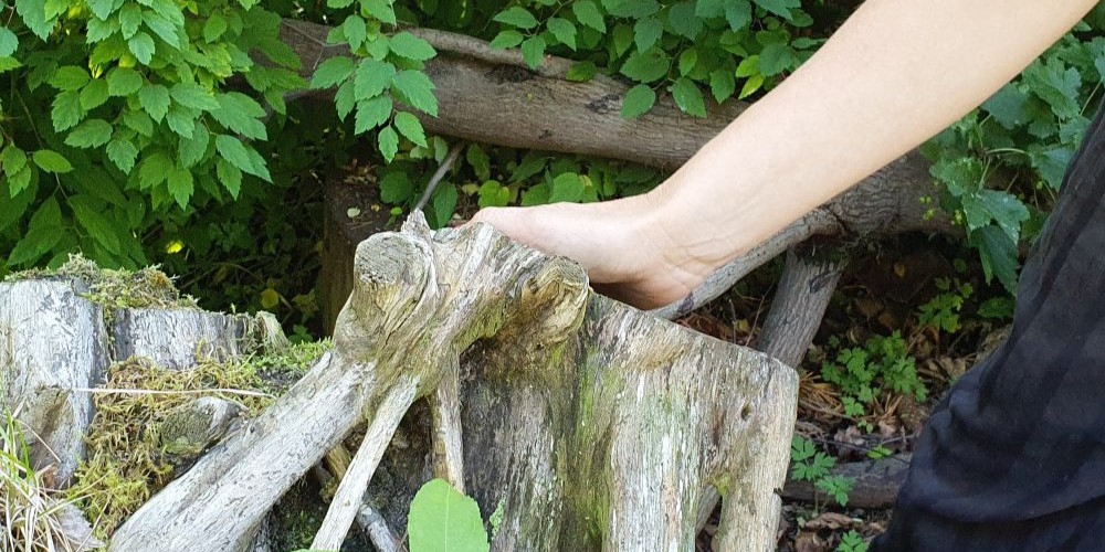 Mossbeklädda stockar och stenar 