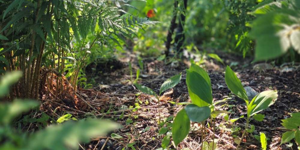 Liljekonvalj och ormbunksväxter