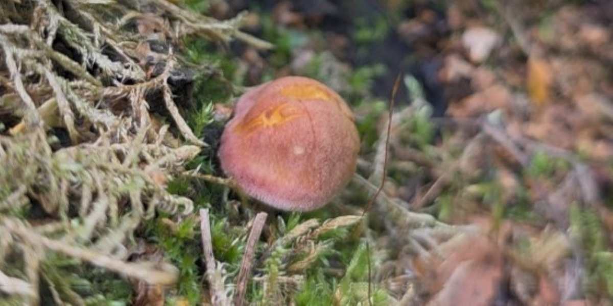 Olika svampar har börjat visa upp sina hattar