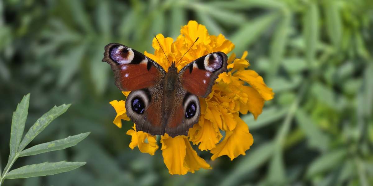 Fjäril på tagetes